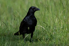 David Plant Photography - Wildlife Photography - Carrion crow - L