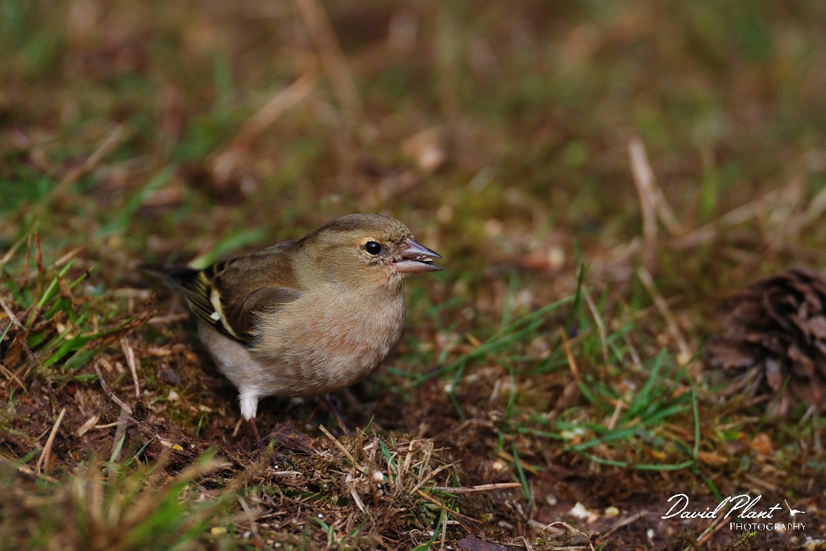David Plant Photography - Wildlife Photographer - Chaffinch female - A.jpg - Chaffinch, female - Forest of Dean