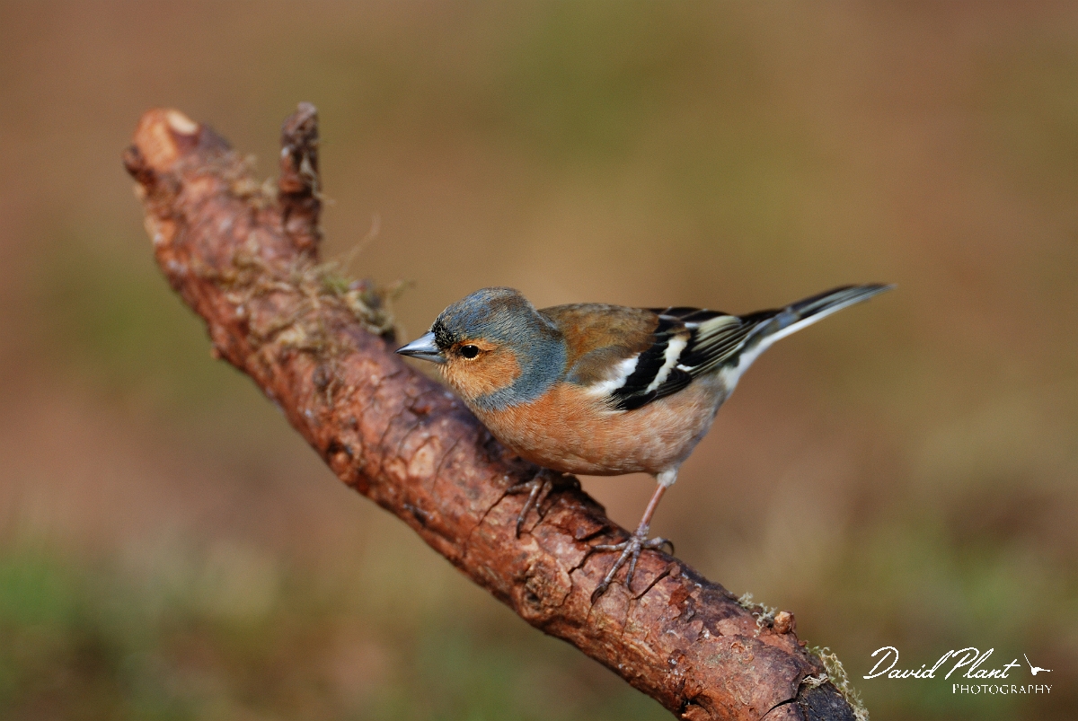 David Plant Photography - Wildlife Photographer - Chaffinch male - B.jpg - Chaffinch, male - Forest of Dean