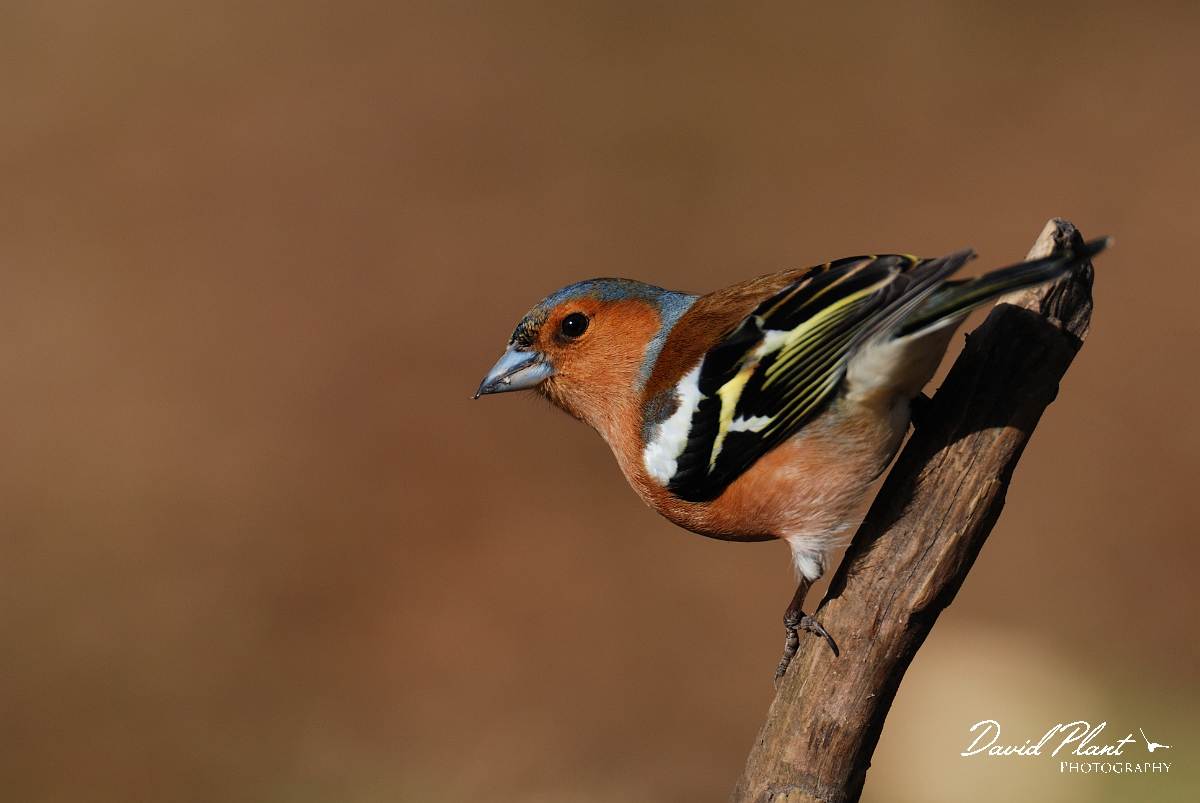David Plant Photography - Wildlife Photographer - Chaffinch male - C.jpg - Chaffinch, male - Forest of Dean