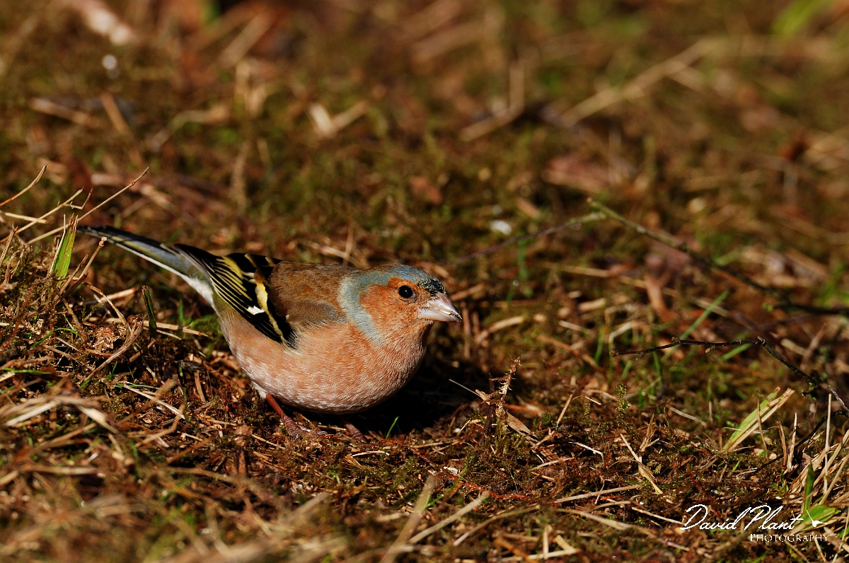 David Plant Photography - Wildlife Photographer - Chaffinch male - G.jpg - Chaffinch, male - Forest of Dean