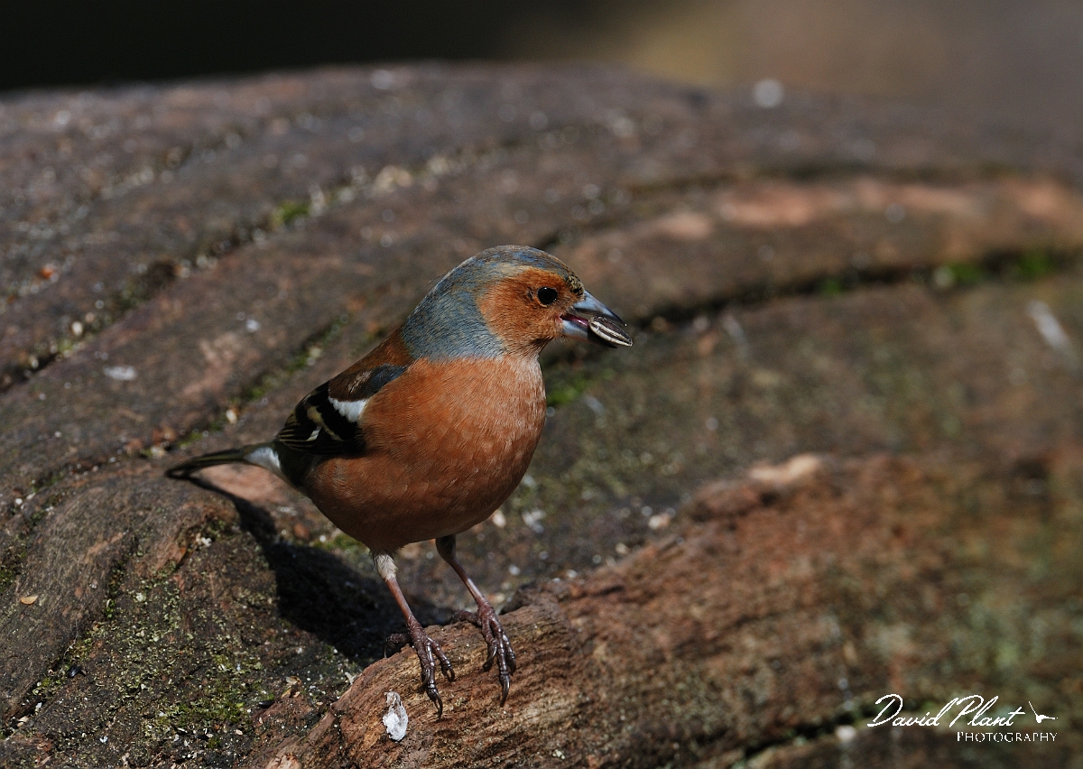 David Plant Photography - Wildlife Photographer - Chaffinch male - I.jpg - Chaffinch, male eating a seed - Forest of Dean