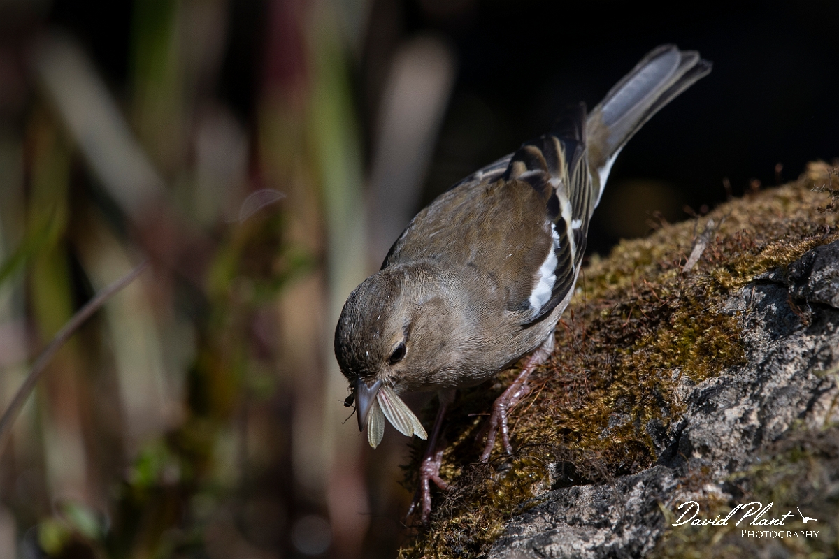 David Plant Photography - Wildlife Photography - Chaffinch - K.jpg - Chaffinch female eating damselflies - Cotswolds