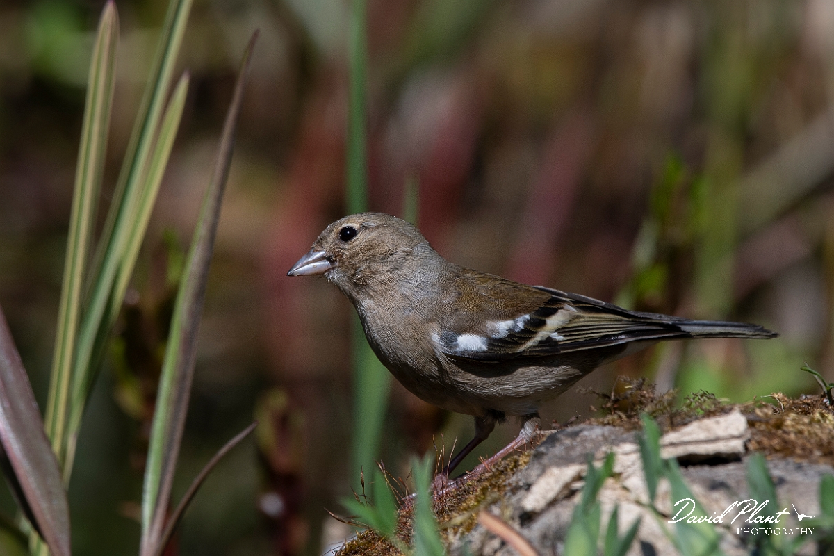 David Plant Photography - Wildlife Photography - Chaffinch - L.jpg - Chaffinch female - Cotswolds