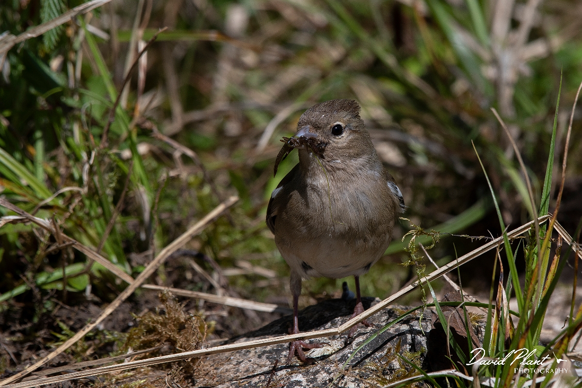 David Plant Photography - Wildlife Photography - Chaffinch - M.jpg - Chaffinch female with food - Cotswolds