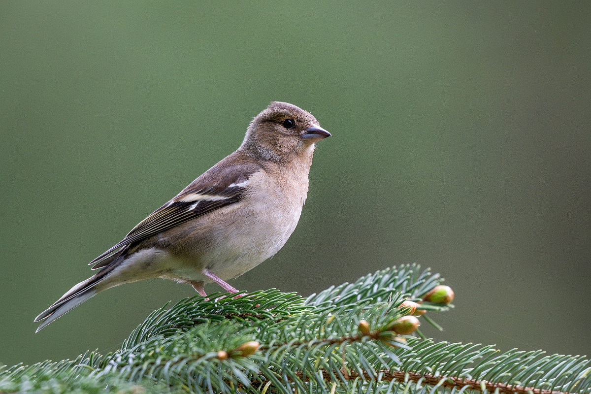 David Plant Photography - Wildlife Photography - Chaffinch - N.jpg - Chaffinch, female - Moray