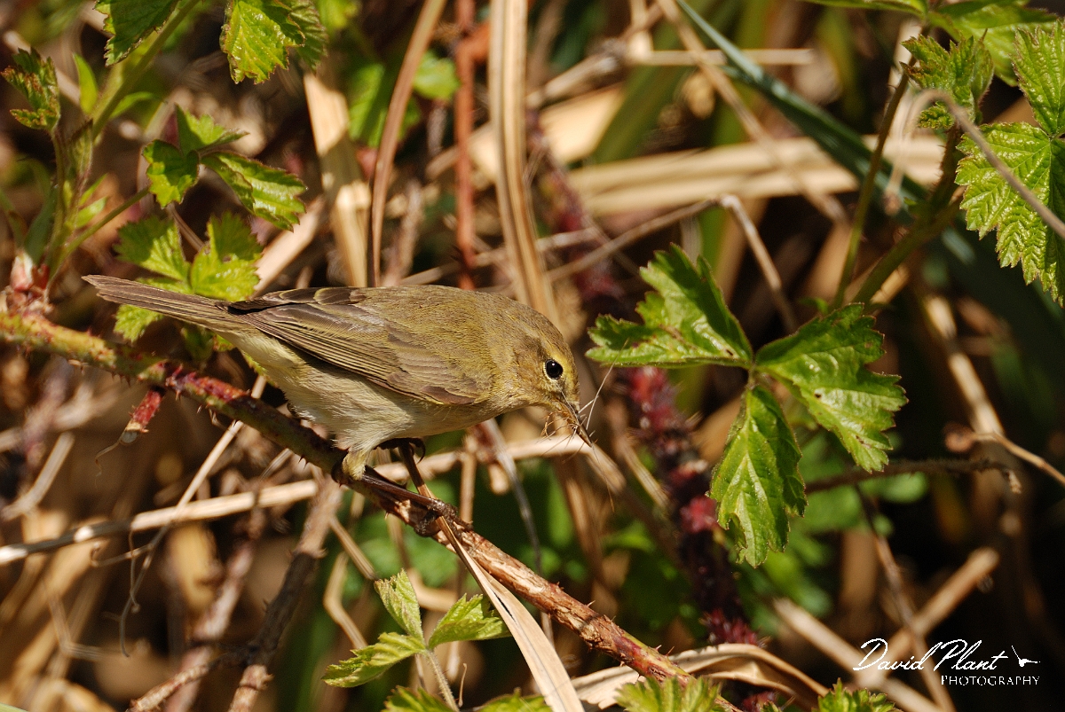 David Plant Photography - Wildlife Photographer - Chiffchaff with nesting material - B.jpg - Chiffchaff with nesting material - Cambridgeshire