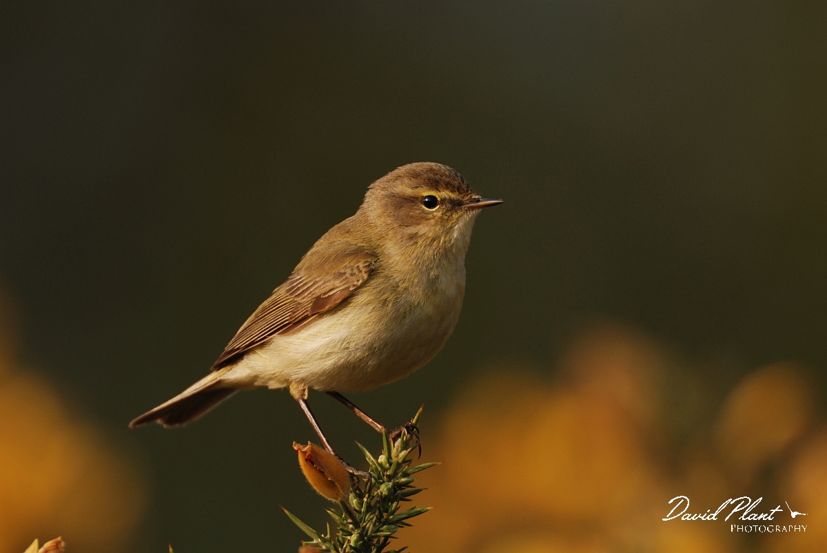 David Plant Photography - Wildlife Photography - Chiffchaff - C.jpg - Chiffchaff - Dorset
