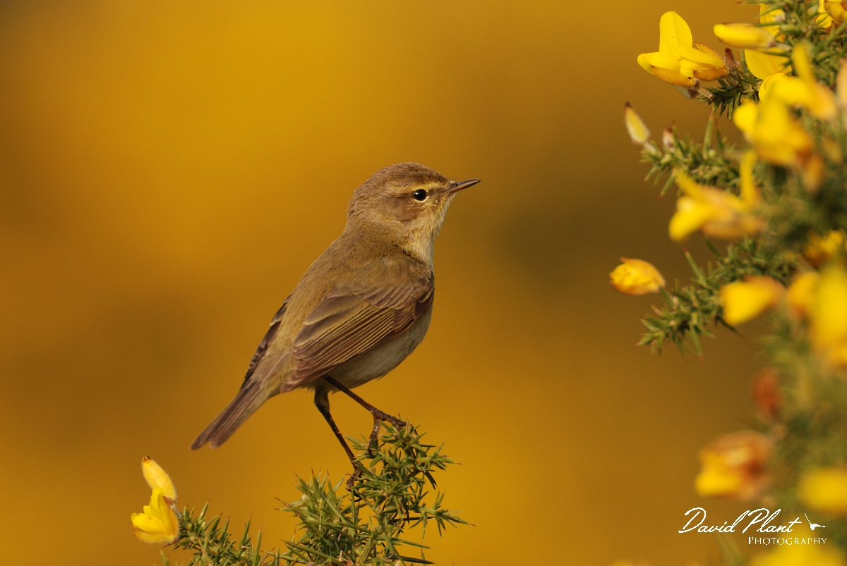 David Plant Photography - Wildlife Photography - Chiffchaff - D.jpg - Chiffchaff perched on gorse - Dorset