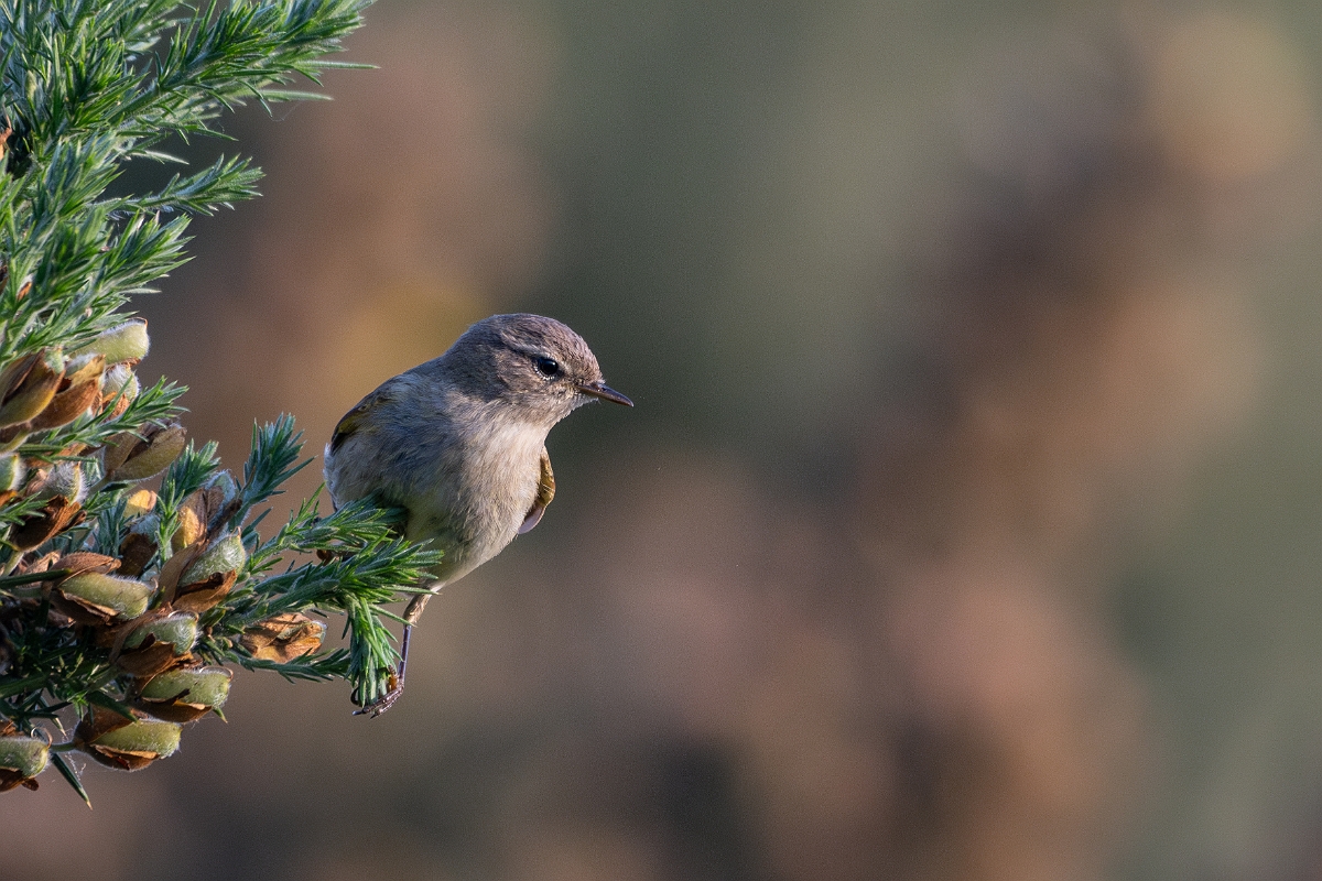 David Plant Photography - Wildlife Photography - Chiffchaff - G.jpg - Chiffchaff - Suffolk