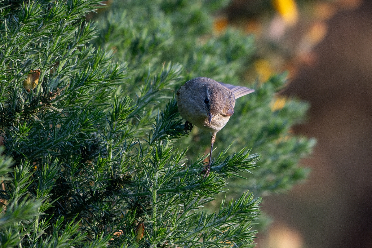 David Plant Photography - Wildlife Photography - Chiffchaff - H.jpg - Chiffchaff - Suffolk