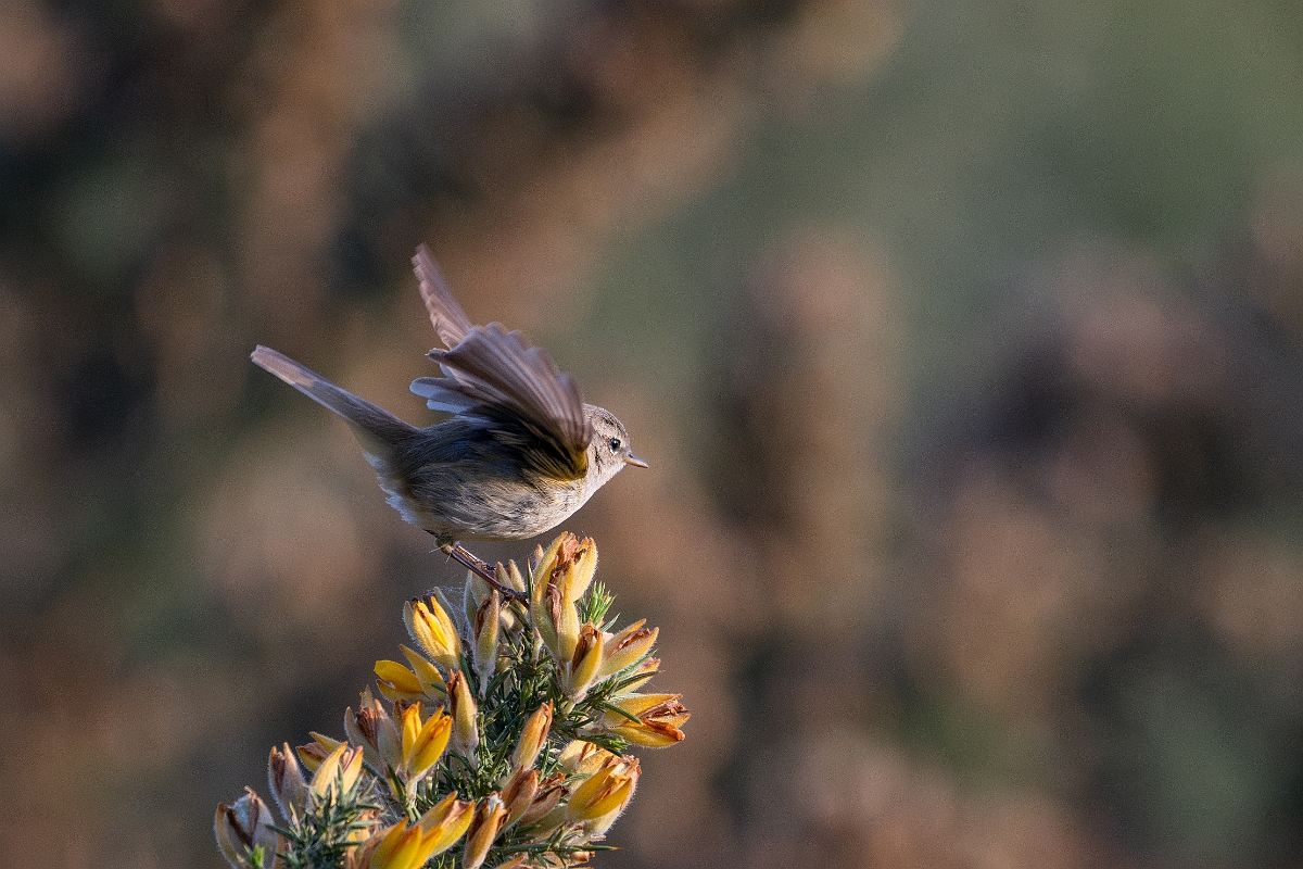 David Plant Photography - Wildlife Photography - Chiffchaff - I.jpg - Chiffchaff - Suffolk