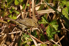 David Plant Photography - Wildlife Photographer - Chiffchaff with nesting material - B