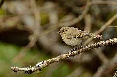 David Plant Photography - Wildlife Photography - Chiffchaff - E