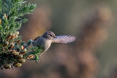 David Plant Photography - Wildlife Photography - Chiffchaff - F