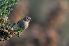 David Plant Photography - Wildlife Photography - Chiffchaff - G