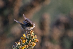 David Plant Photography - Wildlife Photography - Chiffchaff - I