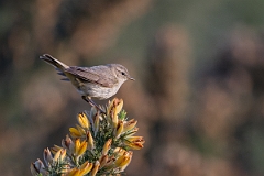 David Plant Photography - Wildlife Photography - Chiffchaff - J