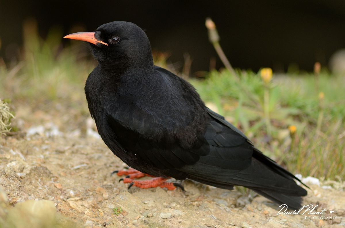 David Plant Photography - Wildlife Photography - Chough - A.jpg - Chough - Anglesey