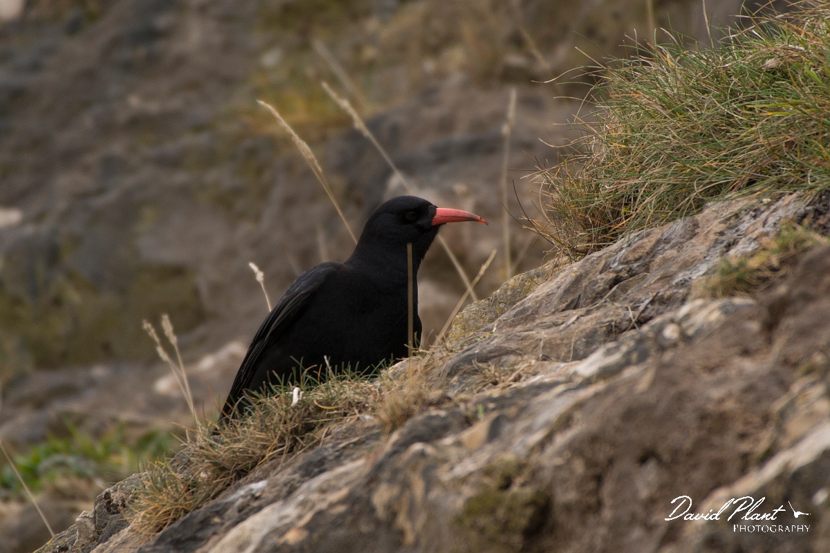 David Plant Photography - Wildlife Photography - Chough - C.jpg - Chough - Conwy