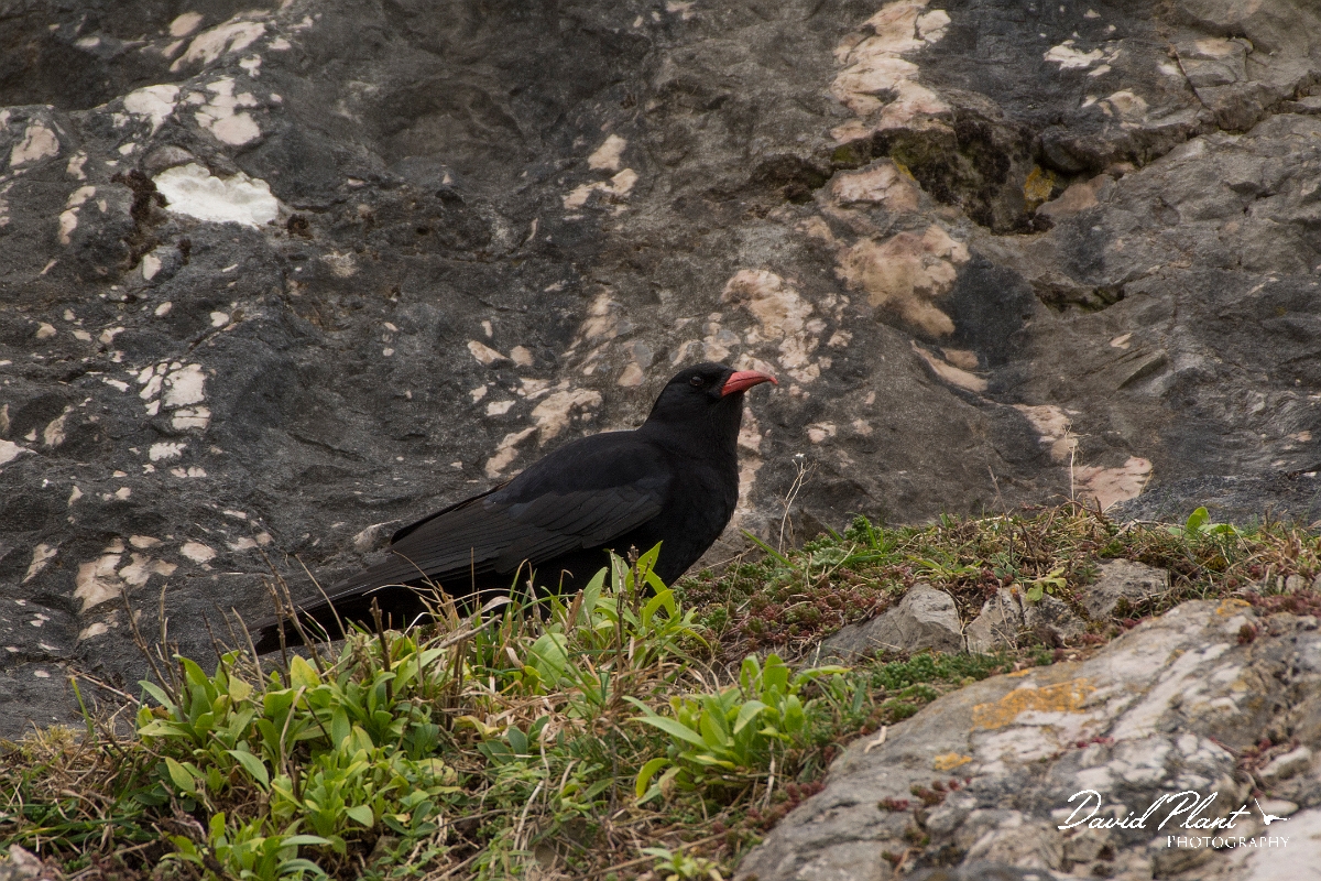 David Plant Photography - Wildlife Photography - Chough - E.jpg - Chough - Conwy