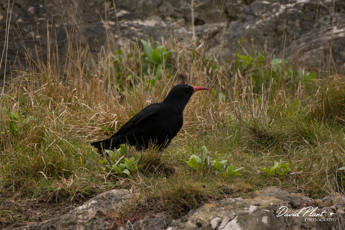 David Plant Photography - Wildlife Photography - Chough - F.jpg - Chough - Conwy