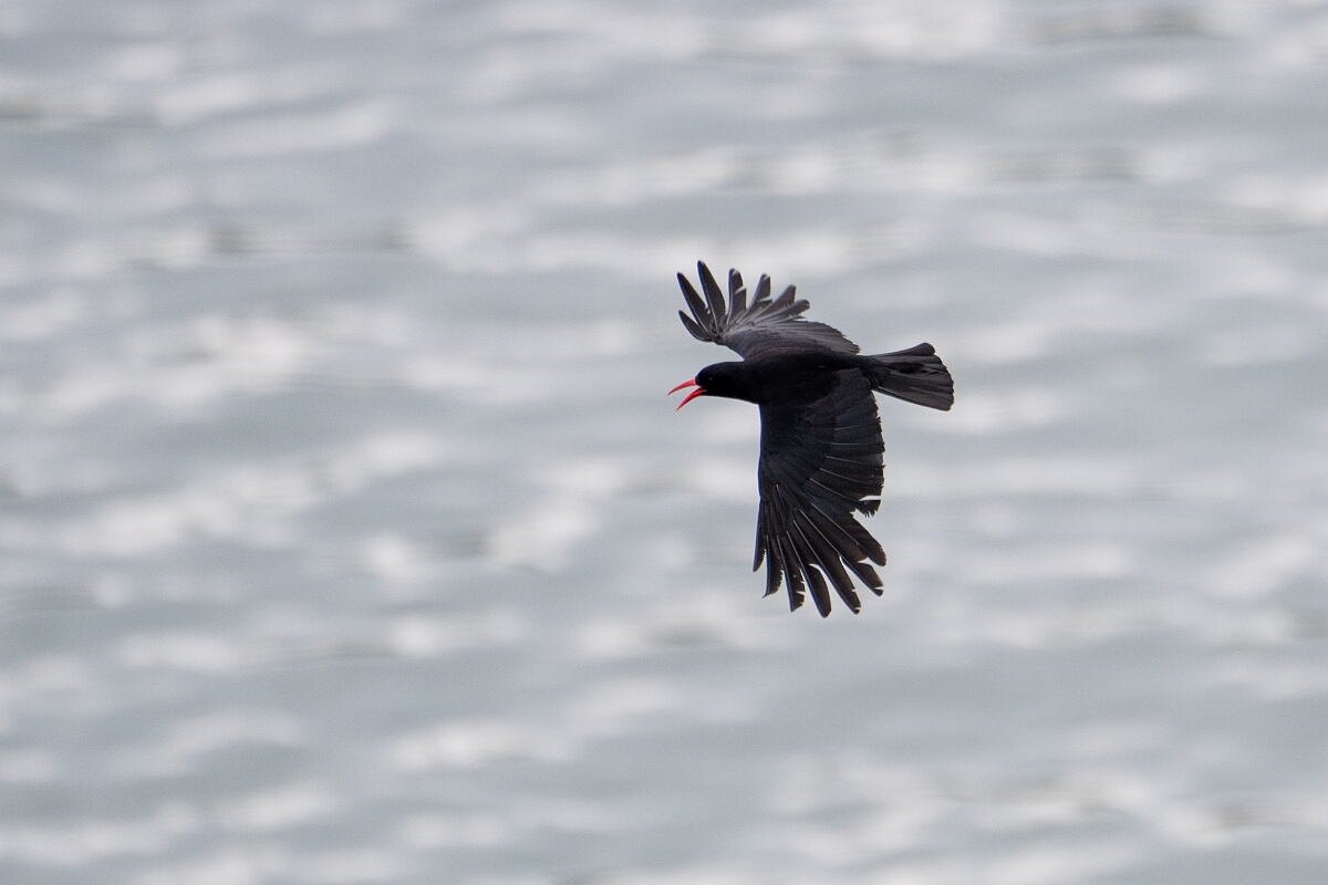 David Plant Photography - Wildlife Photography - Chough - H.jpg - Chough - Cornwall