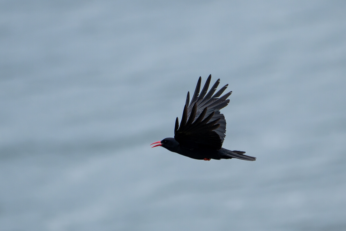 David Plant Photography - Wildlife Photography - Chough - I.jpg - Chough - Cornwall