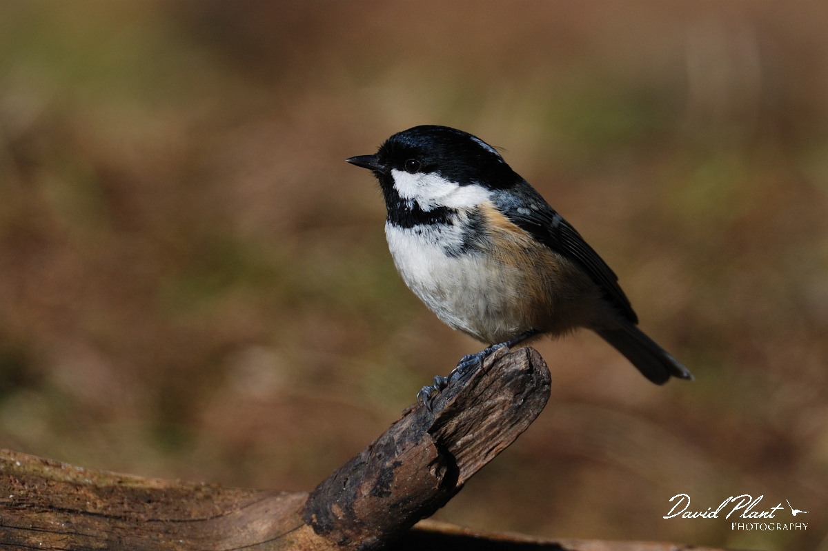 David Plant Photography - Wildlife Photographer - Coal tit - A.jpg - Coal tit - Forest of Dean