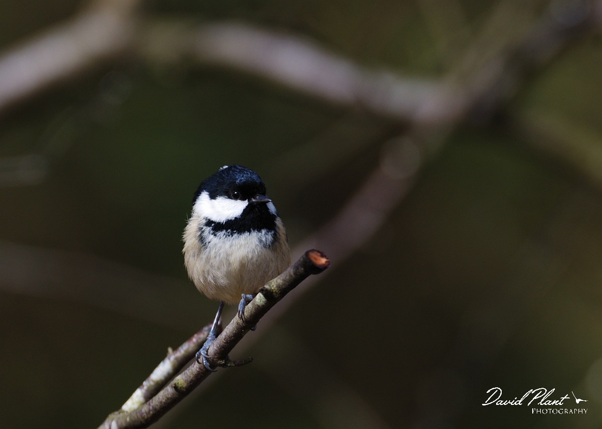 David Plant Photography - Wildlife Photographer - Coal tit - B.jpg - Coal tit - Forest of Dean