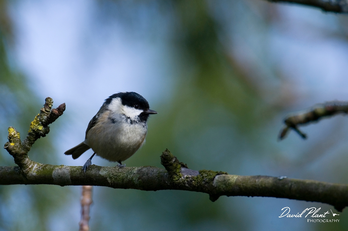 David Plant Photography - Wildlife Photographer - Coal tit - C.jpg - Coal tit - Gloucestershire