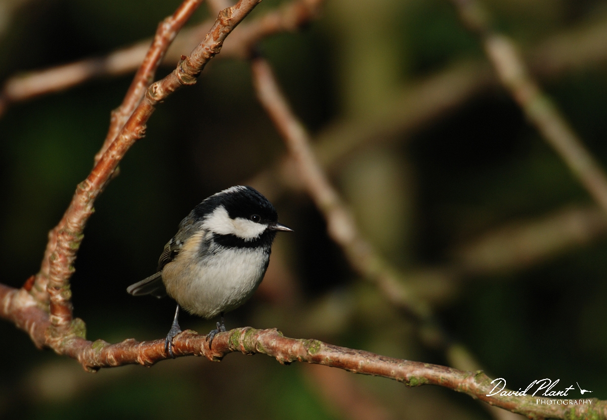 David Plant Photography - Wildlife Photographer - Coal tit - D.jpg - Coal tit - Gloucestershire