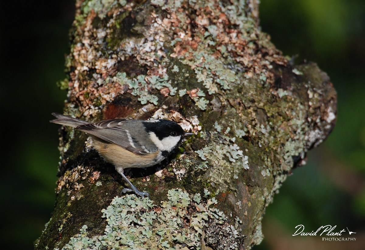 David Plant Photography - Wildlife Photographer - Coal tit - E.jpg - Coal tit - Gloucestershire