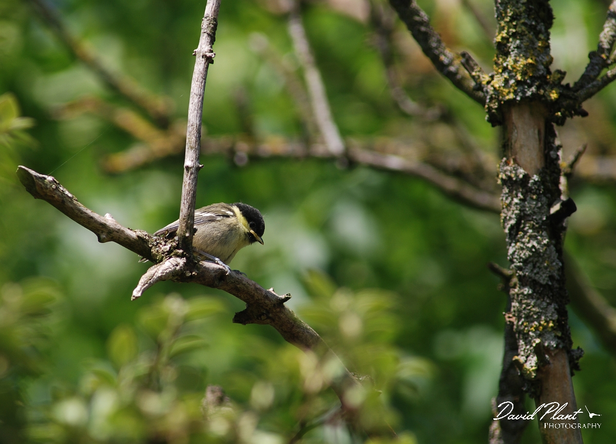 David Plant Photography - Wildlife Photographer - Coal tit juvenile - F.JPG - Coal tit, juvenile - Cotswolds