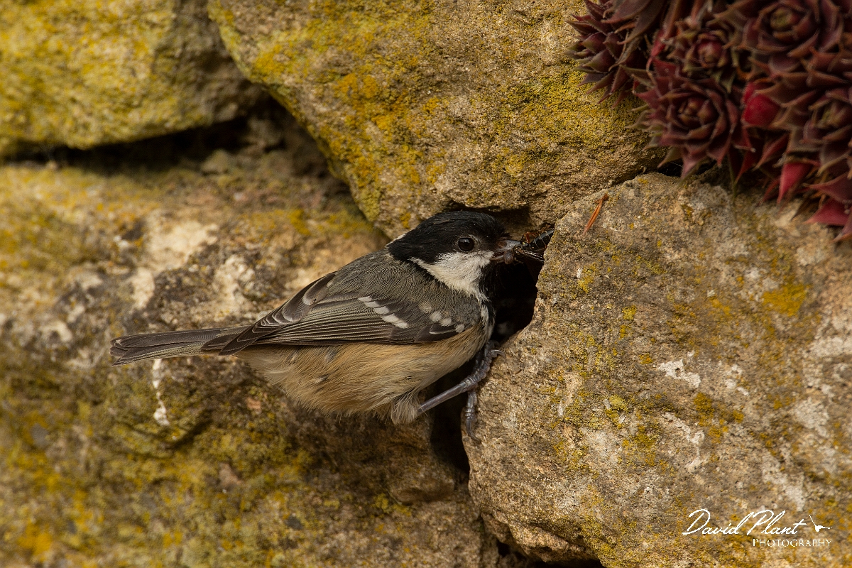 David Plant Photography - Wildlife Photography - Coal tit - I.jpg - Coal tit with food at nest - Cotswolds