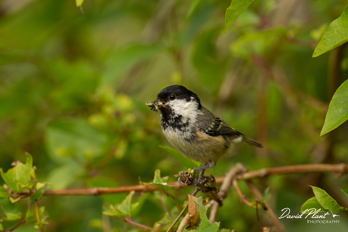David Plant Photography - Wildlife Photography - Coal tit - K.jpg - Coal tit with green beetles - Cotswolds