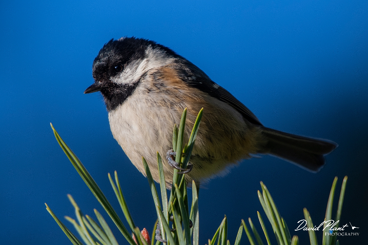 David Plant Photography - Wildlife Photography - Coal tit - L.JPG - Coal tit - Cairngorms