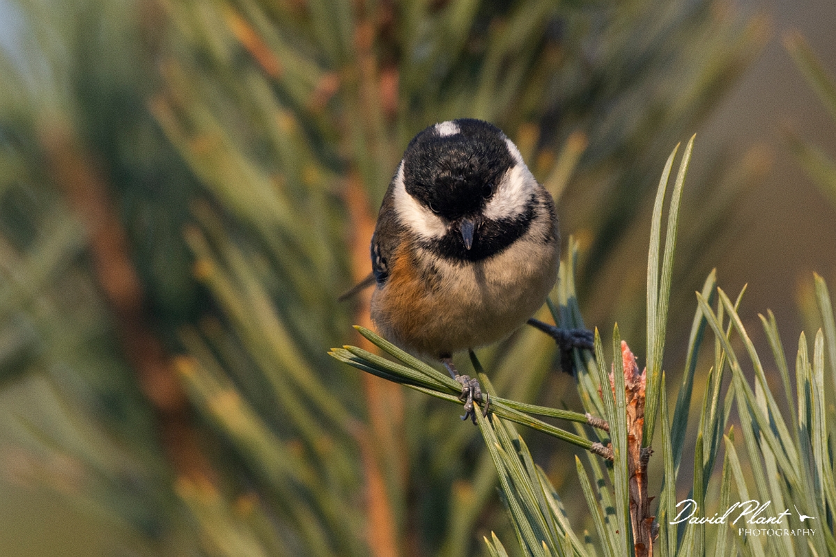 David Plant Photography - Wildlife Photography - Coal tit - M.JPG - Coal tit - Cairngorms