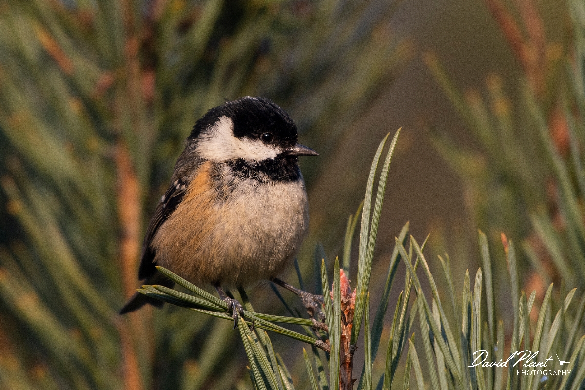 David Plant Photography - Wildlife Photography - Coal tit - O.JPG - Coal tit - Cairngorms