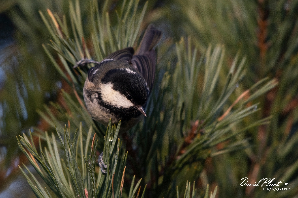 David Plant Photography - Wildlife Photography - Coal tit - P.JPG - Coal tit - Cairngorms