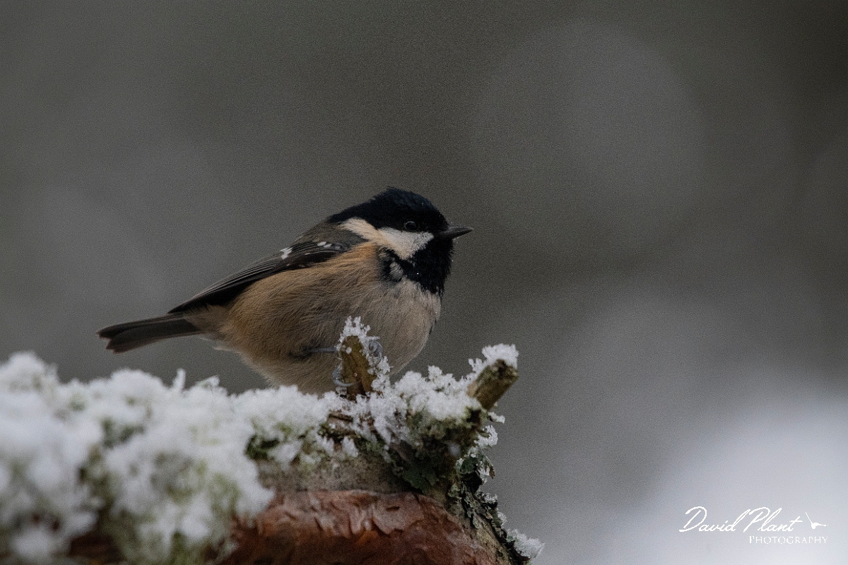 David Plant Photography - Wildlife Photography - Coal tit - Q.JPG - Coal tit in the snow - Cairngorms