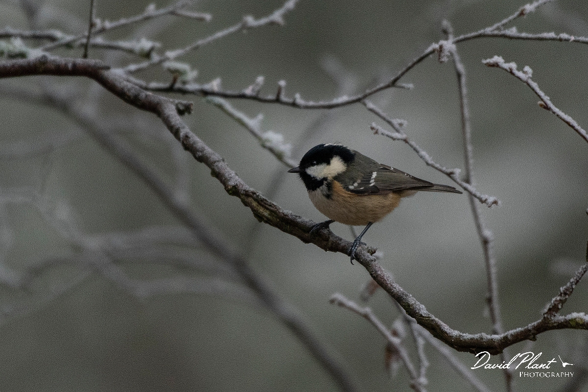 David Plant Photography - Wildlife Photography - Coal tit - R.JPG - Coal tit in the snow - Cairngorms