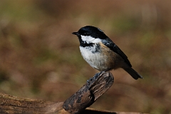 David Plant Photography - Wildlife Photographer - Coal tit - A