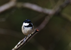 David Plant Photography - Wildlife Photographer - Coal tit - B