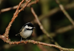 David Plant Photography - Wildlife Photographer - Coal tit - D