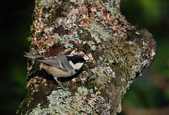 David Plant Photography - Wildlife Photographer - Coal tit - E