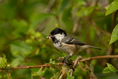 David Plant Photography - Wildlife Photography - Coal tit - H