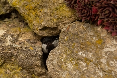 David Plant Photography - Wildlife Photography - Coal tit - J