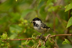 David Plant Photography - Wildlife Photography - Coal tit - K