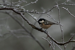 David Plant Photography - Wildlife Photography - Coal tit - R